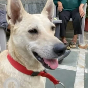 A White Indie Dog Missing from Sector 46, Gurugram