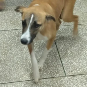 A White-Brown Mix Indie Dog Missing from D block, Ardee City