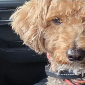A Golden Poodle Dog Found from Khalifa city A