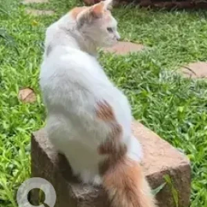 A White-Brown Mix Indie Cat Missing from Shalom AG Prarthanalaya, Hennur Garden-2