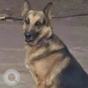A Black and Brown German Shepherd Dog Missing from Besa-Pipla road near Atharva Nagari