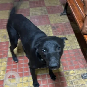 A Black Indie Dog Missing from Aarey Colony-2