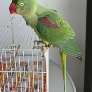 A Green Alexandrine parrot Bird Found from Al Barsha 1