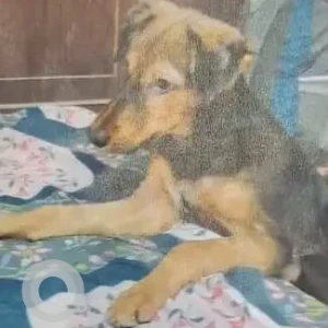 A Black and Brown German Shepherd Indie mix Dog Missing from Pitampura district park