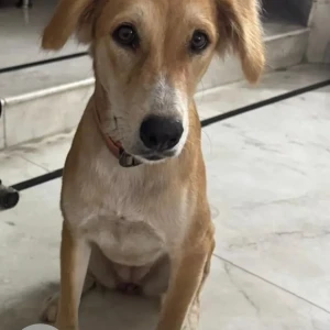 A White-Brown Mix Indie Dog Missing from South City 1, Gurgaon