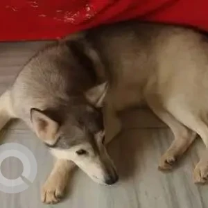 A White and Grey Husky Dog Found from Bhayandar East, Thane