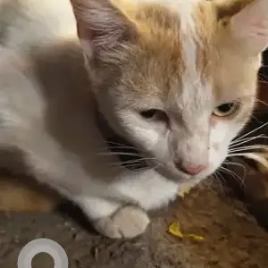 A White-Brown Mix Labrador Cat Found from RR Dum Biriyani, Basavanagar