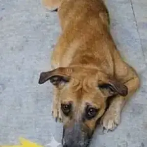 A White-Brown Mix Indie Dog Missing from West Patel Nagar, Baljeet Nagar-2
