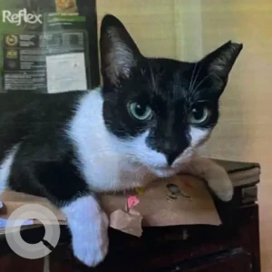 A Black and White Tuxedo Cat Missing from Shantivan Hsg Oshiwara