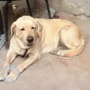 A White-Brown Mix Labrador Dog Found from Rajajinagar 5th block