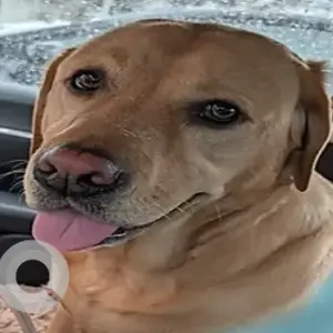 A Golden Labrador Retriever Dog Missing from Wamsutta Road and Lindsey Street near Bungy Lake