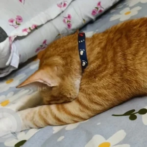 A Orange Ginger Cat Missing from Madhyamgram-3