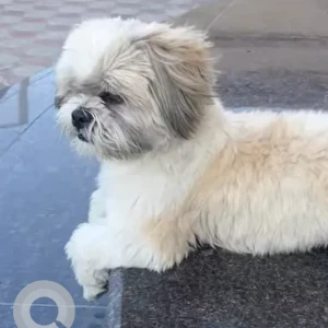A White Shih Tzu Dog Found from Al Barsha Petrol Station Hessa