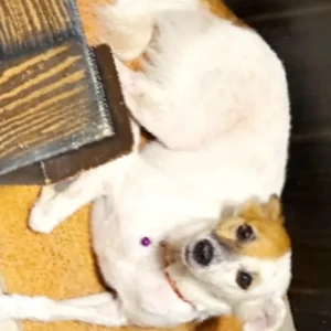 A Black and Brown Indie Dog Missing from JD block khirki extension-2