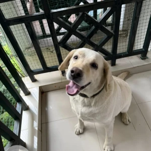 A White Labrador Dog Missing from Bengaluru