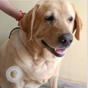 A Light Brown Labrador Dog Found from NPA Colony, Shiva Rampally