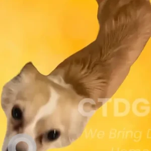 A White-Brown Mix Chihuahua Mix Dog Missing from Elliott St area