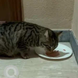 A Black and Brown Domestic Shorthair Cat Found from 32 Street Mirdif