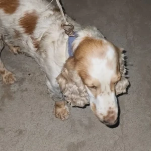 A White-Brown Mix Cocker Spaniel Dog Found from Gunjur Sansar Super Market