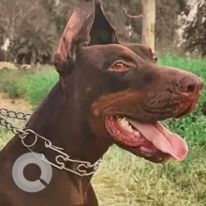 A Black and Brown Doberman Dog Missing from Horamavu