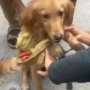 A Brown Indie Dog Found from A block, Dlf phase 1-3