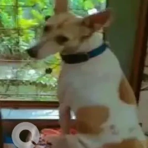 A White-Brown Mix Indie Dog Missing from New Delhi-2