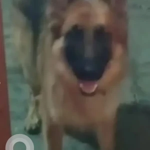 A Brown German Shepherd Dog Missing from Cooke Town, Bengaluru-2