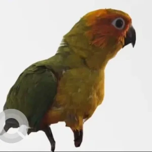 A Green Parrot Bird Missing from C Sector, Itanagar