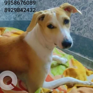 A White-Brown Mix Indie Dog Missing from Shakurpur, Sewa hospital