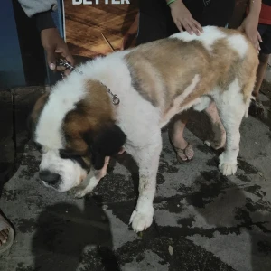 A White-Brown Mix Saint Bernard Dog Found from HSR Layout, Bengaluru