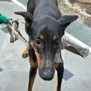A Black and Brown Doberman Dog Found from Ashoka park-4