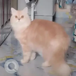 A White-Brown Mix Persian Cat Missing from Begur Bommanahalli-3