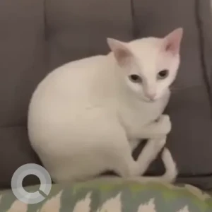 A White Indie Cat Missing from Zuri Hotel, Whitefield