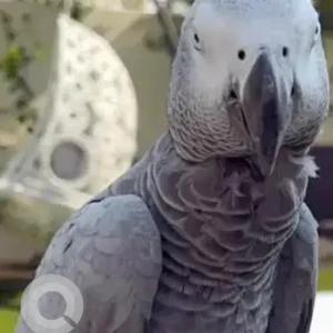A Grey african parrot Bird Found from arabian ranches 2