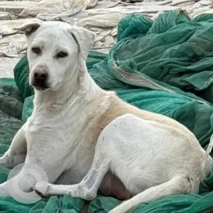 A White Indie Dog Missing from Gurugram