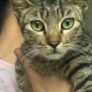 A Black and Brown Indie Cat Found from C9 Vasant Kunj