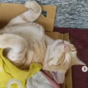 A Orange Indie Cat Missing from HSR Layout, Bengaluru-2