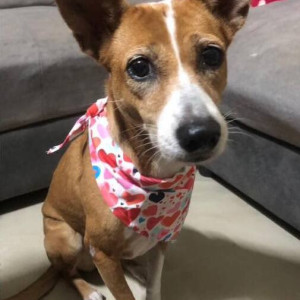 A Brown Indie Dog Missing from Velachery, Chennai