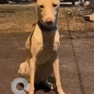 A White-Brown Mix Indie Dog Missing from Lloyd's Road, Milton Street-2