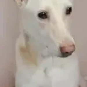 A White Labrador cross Dog Found from Chennai-2