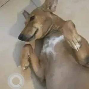 A Brown Indie Dog Missing from Dlf phase 2 Gurgaon-2