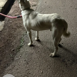 A White-Brown Mix Indie Dog Found from Nagoa, Parra-4