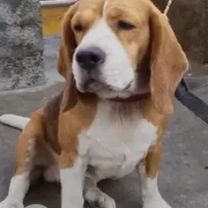 A White-Brown Mix Beagle Dog Found from Old Madiwala, VP road