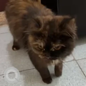 A Black and Brown Persian Cat Found from Al Satwa