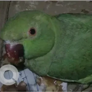 A Green Rose-ringed parakeet Bird Found from Balaju
