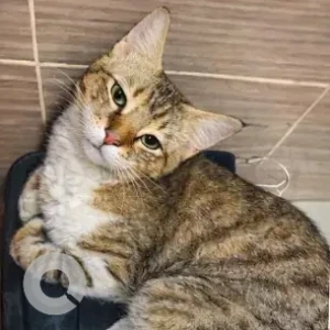 A White-Brown Mix Domestic Shorthair Cat Missing from Al Madam