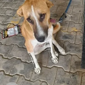 A White-Brown Mix Indie Dog Missing from Handenahalli, St. Philomena school