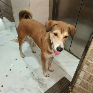A White-Brown Mix Indie Dog Found from New Delhi, New Delhi-2