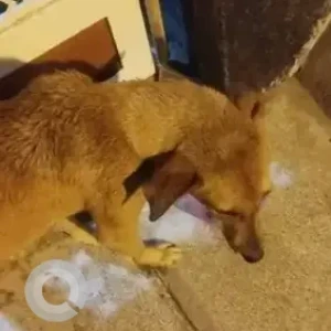 A Brown Indie Dog Missing from Bengaluru