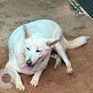 A White Pomeranian-Indie mix Dog Missing from BEML Layout Lake